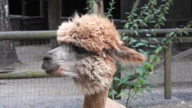 alpaca (vicugna pacos) kırpılmış portre yakın çekim