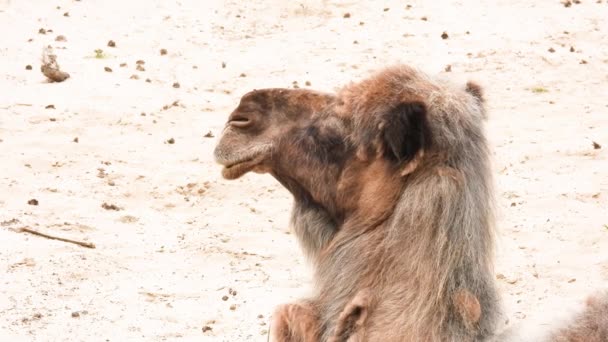 Портрет Верблюда Camelus Dromedarius Дикой Природе — стоковое видео