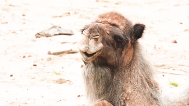 Kamel Camelus Dromedarius Porträtt Vild Natur — Stockvideo