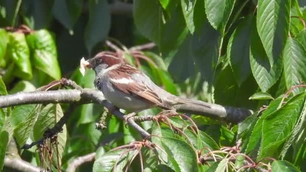 참새는 벚나무 가지에 부리에 새끼들을 먹이를 — 비디오