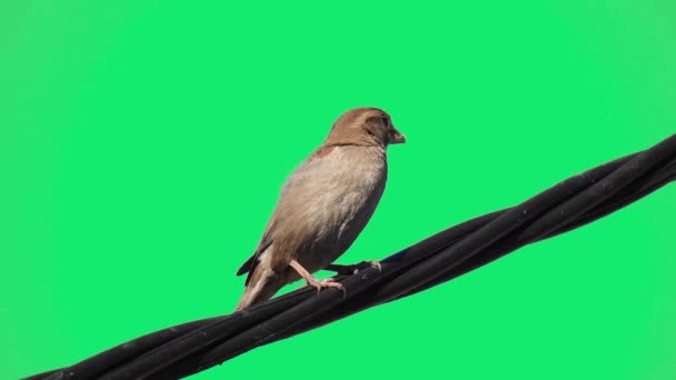 Vrabec Sedí Elektrickém Drátu Zeleném Pozadí — Stock video