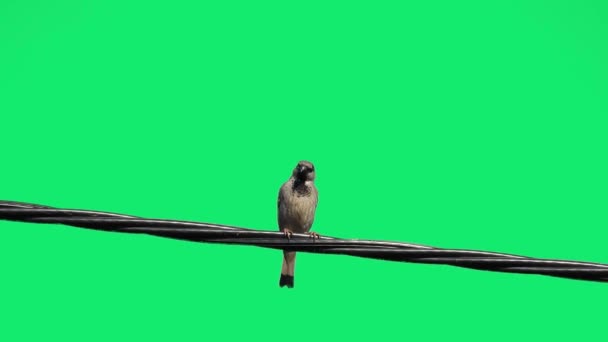 Sparrow Stă Ecran Verde Apoi Zboară Departe — Videoclip de stoc