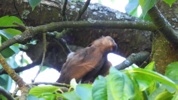 年轻的黑鸟坐在甜美的樱桃枝上飞走了 — 图库视频影像
