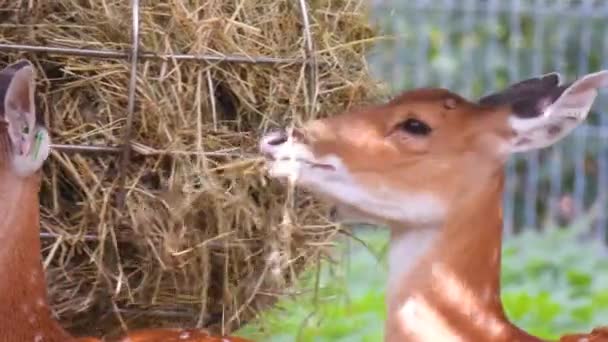 Two Sika Deer Chewing Hay One Looks Straight Forward — Stock Video
