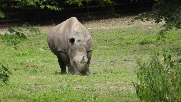 Rinocerontes Pastando Para Comer Prado Verde — Vídeos de Stock