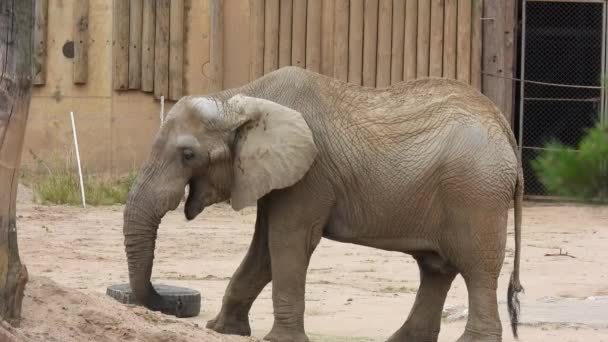 Αφρικανός Ελέφαντας Μασάει Σανό — Αρχείο Βίντεο