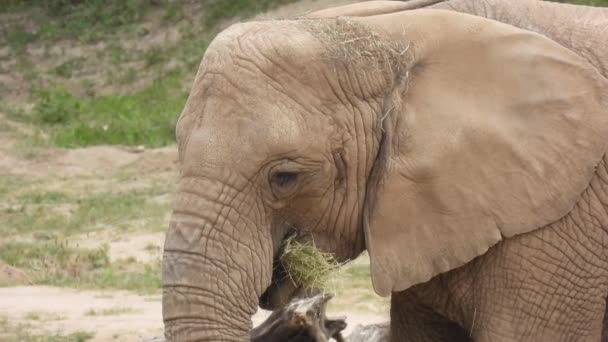 Африканський Слон Жувати Сіно Крупним Планом — стокове відео