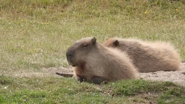 Dos Capibaras Hydrochoerus Hydrochaeris Yacen Duermen Prado Verde — Vídeo de stock