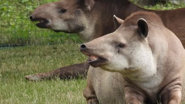 Two Lowland Tapir Tapirus Terrestris Lies Green Grass Raises His — Stock Video