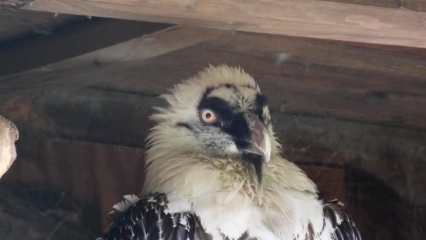 Bearded Vulture Gypaetus Barbatus Portrait Close — Stock Video
