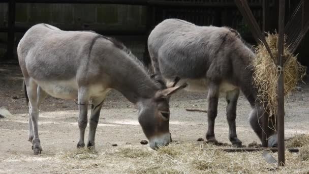 Two Donkeys Eats Hay — Stock Video