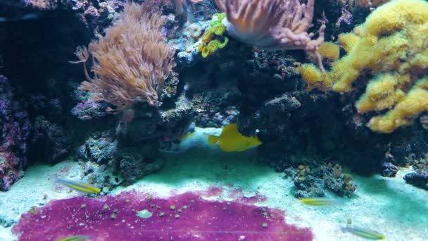 黄色外科医生 Zebrasoma Flavescens 来自Acanthuridae科 珊瑚礁居民之一 在水里移动 — 图库视频影像