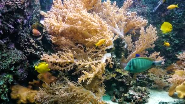 Magnificent Sea Anemone Heteractis Magnifica Also Known Ritteri Anemone — Stock Video