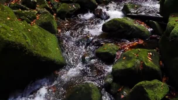 Водоспад Лісі Шведській Порібі Польща — стокове відео