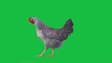 Tavuk yeşil ekranda yürür. ses