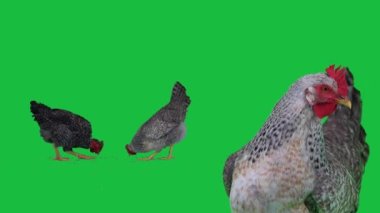 Bir tavuk yeşil ekranda tahılı gagalayan tavuğa bakar.