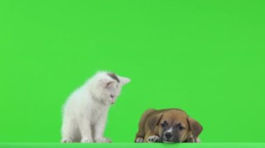 Kahverengi köpek yavrusu yeşil ekranda oturuyor ve beyaz bir kedi yavrusu kuyruğuyla oynuyor. yavaş çekim