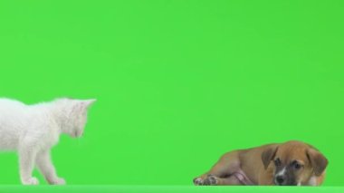 Kahverengi köpek yavrusu yeşil ekranda uzanır ve ona beyaz bir kedi yavrusu yaklaşır.