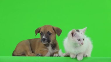 Beyaz kedi ve kahverengi köpek yavrusu yeşil ekranda uzanıyorlar. yavaş çekim