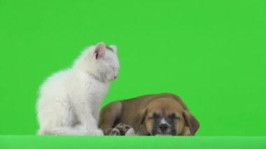 Kahverengi köpek ve beyaz kedi yavrusu yeşil ekranda uyurlar. Yavru köpek uyanıyor ve gözlerini açıyor. yavaş çekim