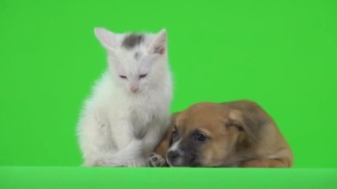 Kahverengi köpek ve beyaz kedi yavrusu yeşil ekranda uyurlar. Yavru köpek uyanıyor ve gözlerini açıyor. yavaş çekim
