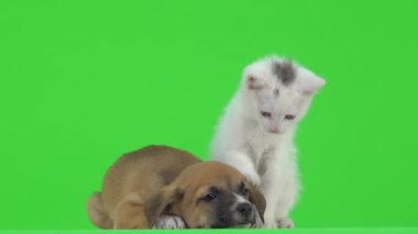 Kahverengi köpek yavrusu yeşil bir ekranda yatıyor ve beyaz bir kedi yavrusu pençesiyle ona dokunuyor. yavaş çekim