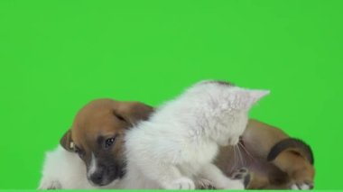 Kahverengi köpek yavrusu yeşil ekranda uyur ve beyaz kedi yavrusu kuyruğuyla oynar