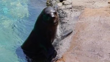 Kahverengi kürk fokları güçlü bir sıcak hava dalgası sırasında suyla doldurulur. yavaş çekim