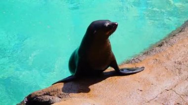 Kahverengi tüylü fok soğuk suyla ıslanmayı bekliyor. yavaş çekim