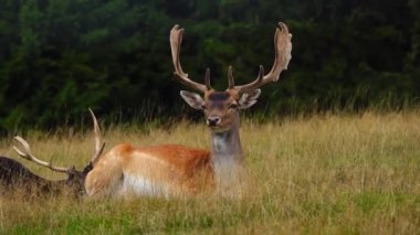 Güzel geyik (cervus nippon) başının üzerinde yatar ve kameraya bakar.