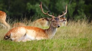 Güzel geyik (cervus nippon) başının üzerinde yatar ve kameraya bakar.