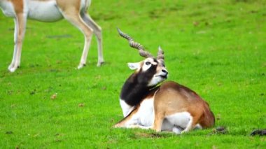 Antilope cervicapra yeşil çimlerin üzerinde yatar.