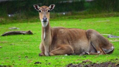 Güzel Boselaphus tragocamelus kahverengisi çimlerin üzerinde yatıyor.