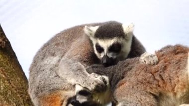 İki halka kuyruklu lemurlar bir ağaç dalına oturup birbirlerine göz kulak olurlar.
