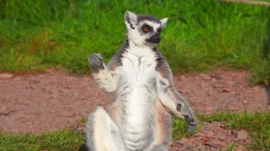 Halka kuyruklu lemur (lemur catta) yeşil çimlerin üzerinde oturur ve güneşin tadını çıkarır.