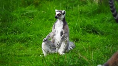 Halka kuyruklu lemur (lemur catta) yeşil çimlerin üzerinde oturur ve güneşin tadını çıkarır.