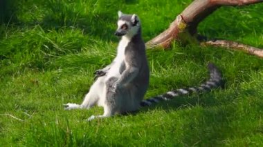 Yeşil çimlerde halka kuyruklu lemur. Lemur oturur ve kaçar. yavaş çekim