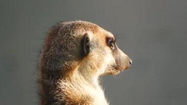 mirket (suricata suricatta) gri arkaplanda yakın plan portresi