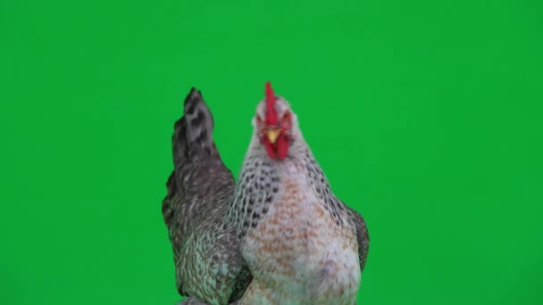 Kurczak Patrząc Różnych Kierunkach Zielonym Ekranie — Wideo stockowe