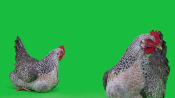 Dwa Kurczaki Zielonym Ekranie — Wideo stockowe