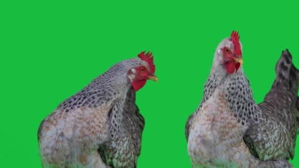 Sofort Verschwand Huhn Auf Dem Grünen Bildschirm Die Reaktion Eines — Stockvideo
