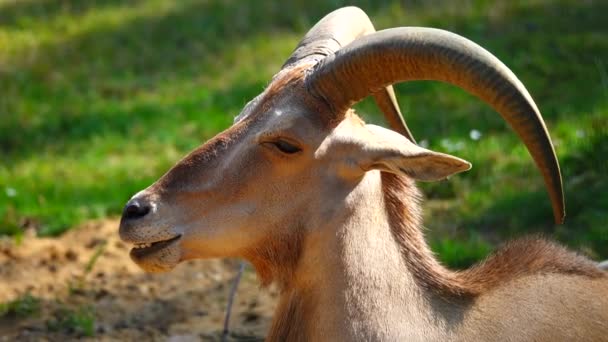 Munching Pecora Barbara Libica Ammotragus Lervia Fassini Natura Rallentatore — Video Stock