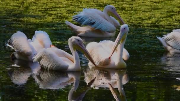 Pelicanos Rosa Nadam Lago — Vídeo de Stock