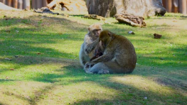 Macaco Fêmea Alimenta Bebê Procura Pulgas Macho — Vídeo de Stock