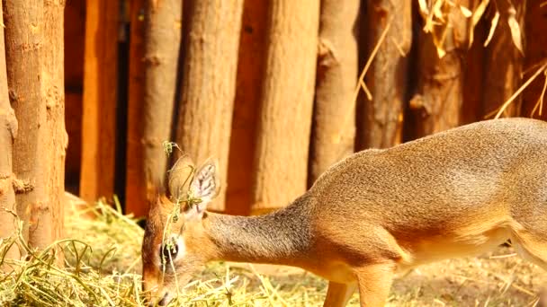 Dik Dik Madoka Piccola Antilope Marrone Mastica Fieno — Video Stock