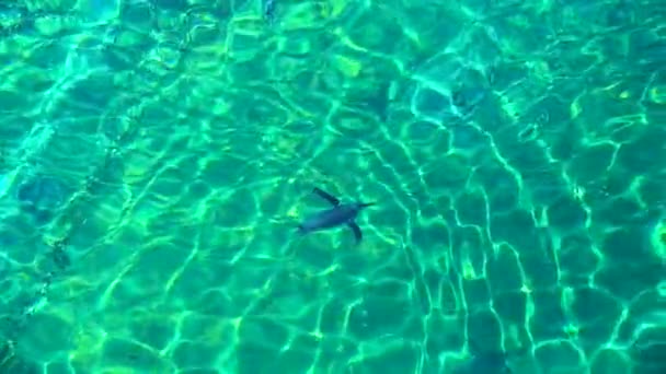 Penguen Suyun Altında Yüzer Yavaş Çekim — Stok video