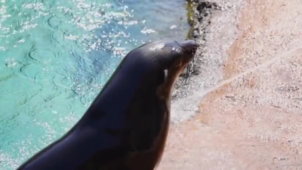Kahverengi Kürk Fokları Güçlü Bir Sıcak Hava Dalgası Sırasında Suyla — Stok video