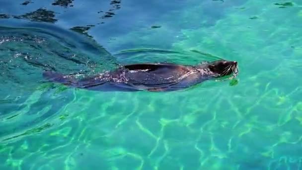 褐色の毛皮のアザラシが水中を泳ぎ潜水します スローモーション — ストック動画