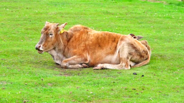 斑马天生有一头绿色背景的小牛犊 — 图库视频影像
