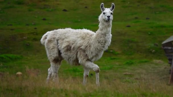 Zwolnij Trochę Biały Lama Porusza Się Powoli Kierunku Trawy Którą — Wideo stockowe